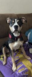 Lost Female Dog last seen Bell and 19th ave, Phoenix, AZ 85023