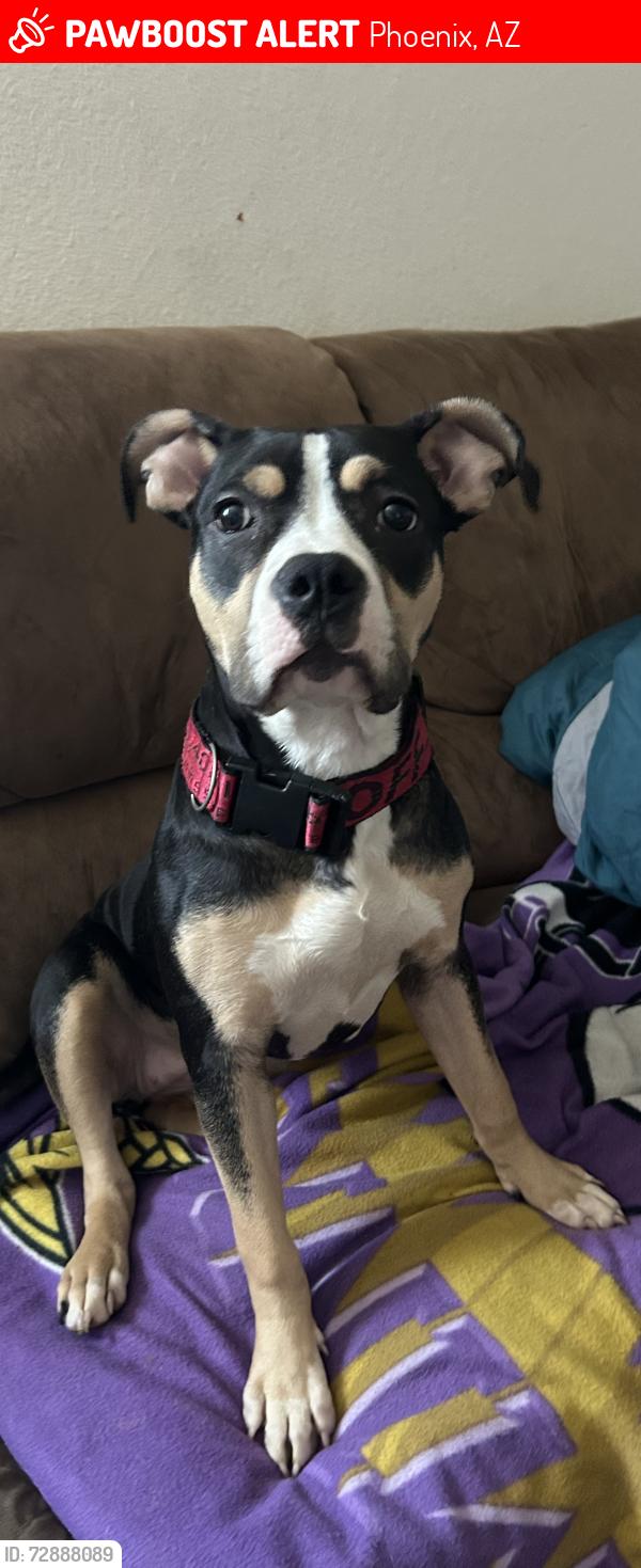 Lost Female Dog last seen Bell and 19th ave, Phoenix, AZ 85023