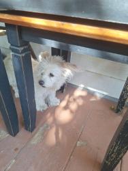 Found/Stray Unknown Dog last seen Sunset blvd and Fountain , Los Angeles, CA 90027