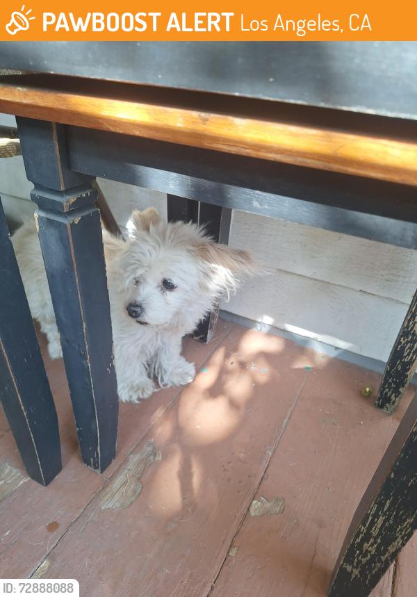 Found/Stray Unknown Dog last seen Sunset blvd and Fountain , Los Angeles, CA 90027