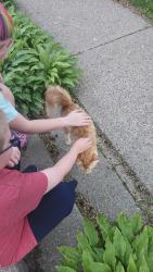 Found/Stray Male Cat last seen Lacrosse and Hazel, Saint Paul, MN 55106