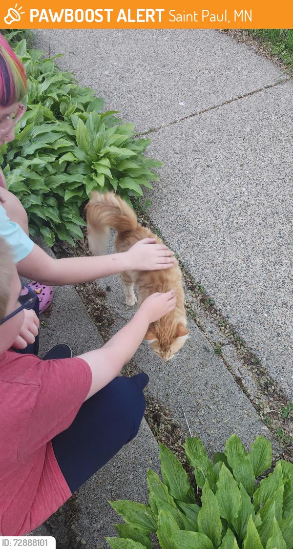 Found/Stray Male Cat last seen Lacrosse and Hazel, Saint Paul, MN 55106
