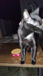 Found/Stray Female Cat last seen By Tillie's in Alexandria Indiana , Alexandria, IN 46001
