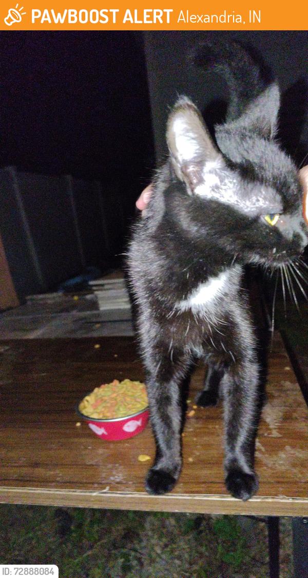 Found/Stray Female Cat last seen By Tillie's in Alexandria Indiana , Alexandria, IN 46001