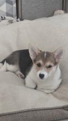 Lost Female Dog last seen Eastview parkway, Hamilton, OH 45011