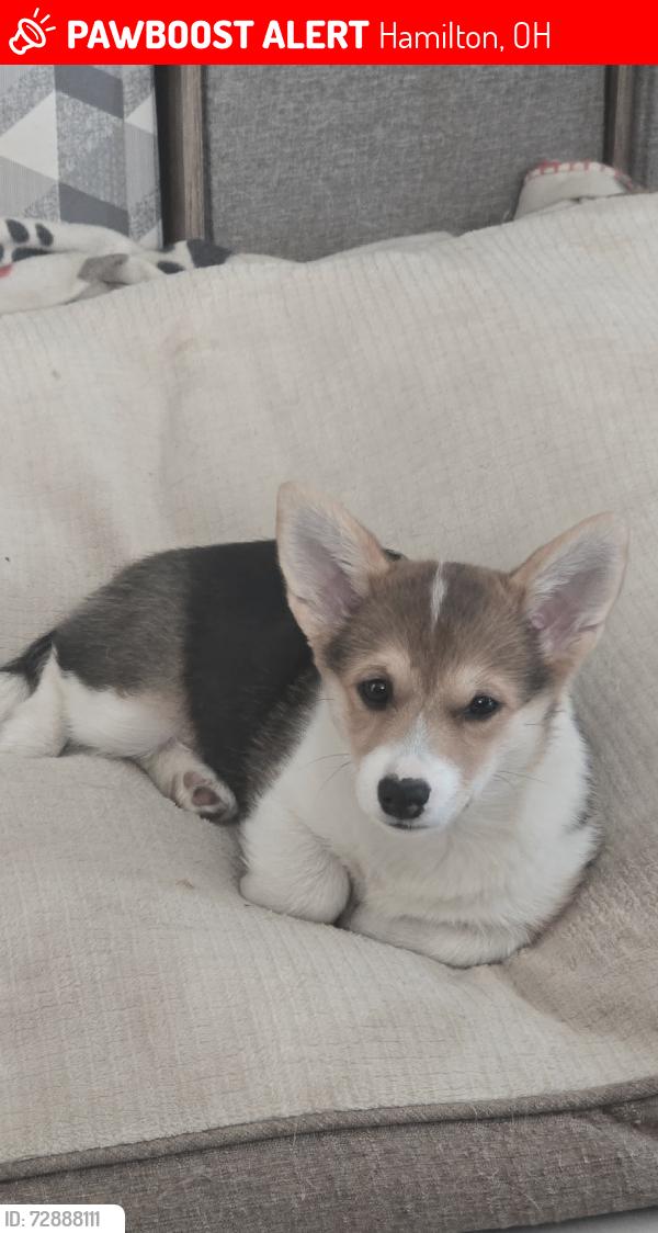 Lost Female Dog last seen Eastview parkway, Hamilton, OH 45011