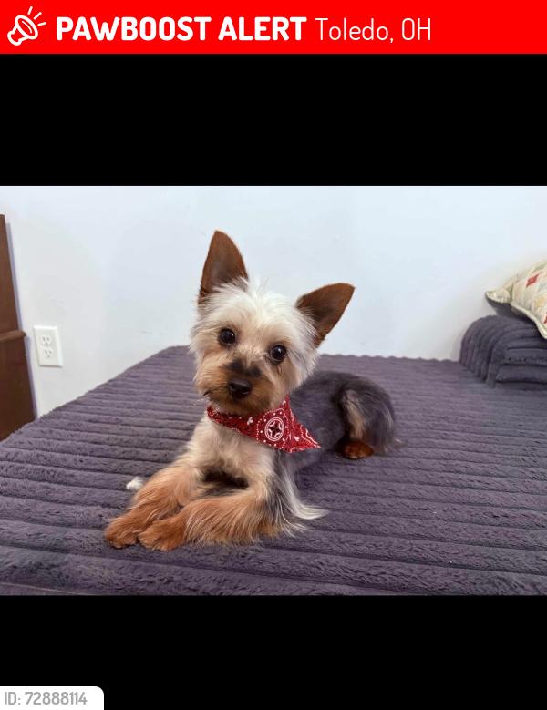 Lost Male Dog last seen Little flower elementary , Toledo, OH 43615