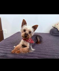 Lost Male Dog last seen Little flower elementary , Toledo, OH 43615