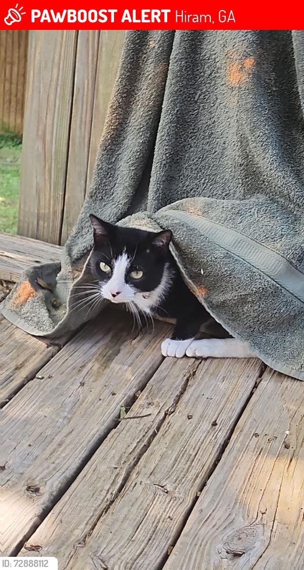 Lost Male Cat last seen Hiram Sudie Road, Hiram, GA 30141