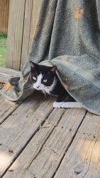 Lost Male Cat last seen Hiram Sudie Road, Hiram, GA 30141