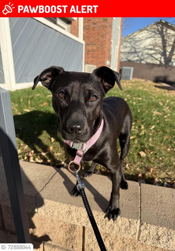 Lost Male Dog last seen Near westmeadow dr, Colorado Springs, CO 80906