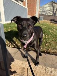 Lost Male Dog last seen Near westmeadow dr, Colorado Springs, CO 80906