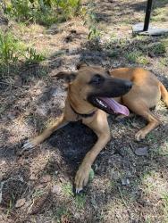Reunited Female Dog last seen Near Gainesville police station , Gainesville, FL 32601