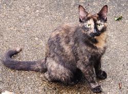 Lost Female Cat last seen Hillcrest Drive and Rolling Acres Drive, Clermont County, OH 45102