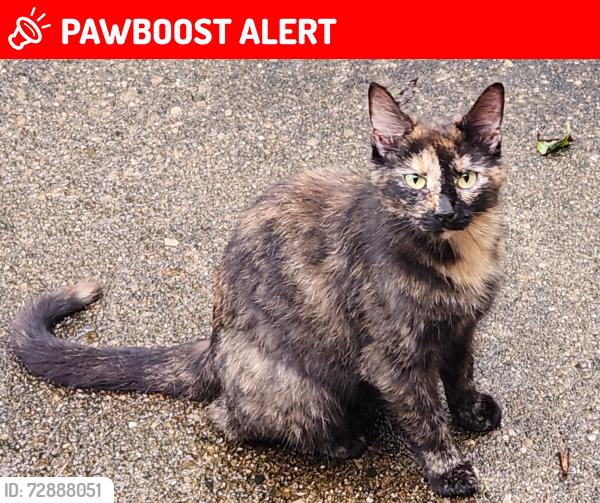 Lost Female Cat last seen Hillcrest Drive and Rolling Acres Drive, Clermont County, OH 45102