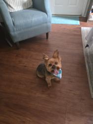Lost Male Dog last seen Airport rd , Slidell, LA 70460