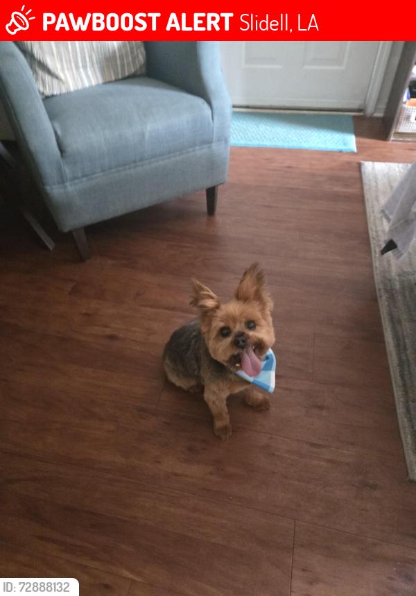Lost Male Dog last seen Airport rd , Slidell, LA 70460