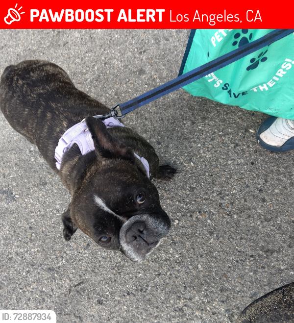 Lost Female Dog last seen Palm Tree Inn 8424 Sepulveda Blvd, North Hills, CA 91343, Los Angeles, CA 91343