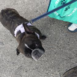 Lost Female Dog last seen Palm Tree Inn 8424 Sepulveda Blvd, North Hills, CA 91343, Los Angeles, CA 91343