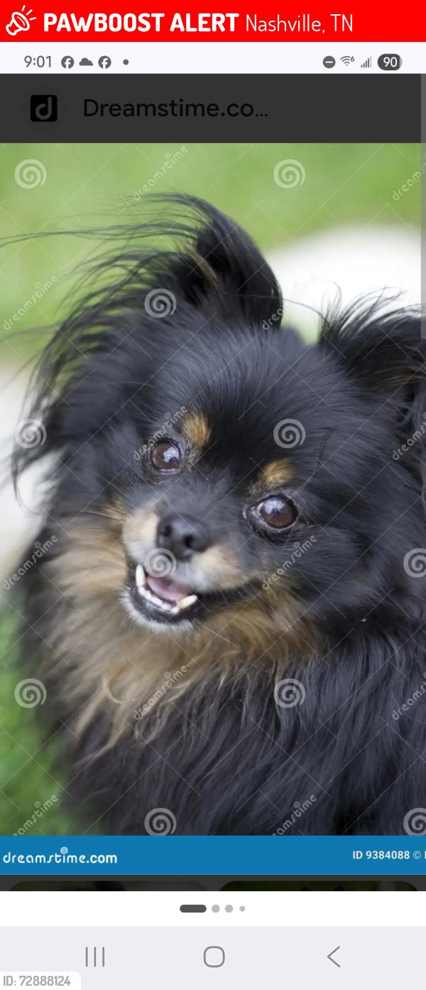Lost Female Dog last seen Merritt Street waterford subdivision , Nashville, TN 37138