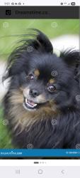 Lost Female Dog last seen Merritt Street waterford subdivision , Nashville, TN 37138