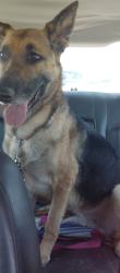 Lost Female Dog last seen Highway 50 and Asbury Lane, Boone, CO 81025