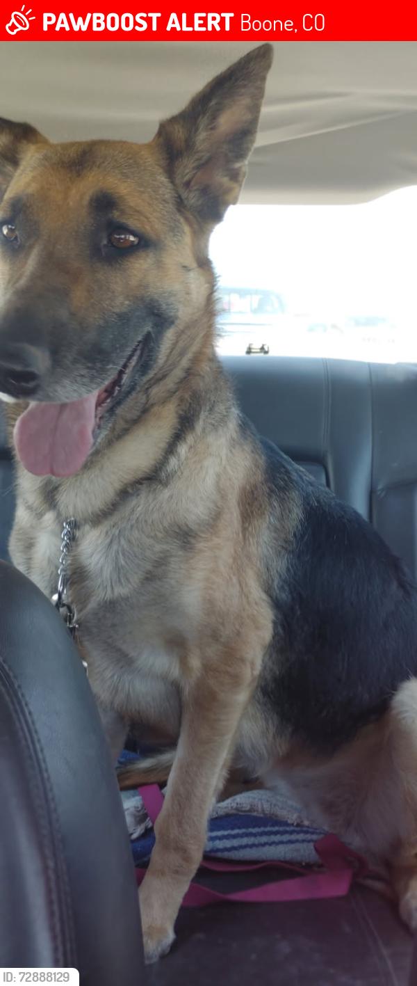 Lost Female Dog last seen Highway 50 and Asbury Lane, Boone, CO 81025