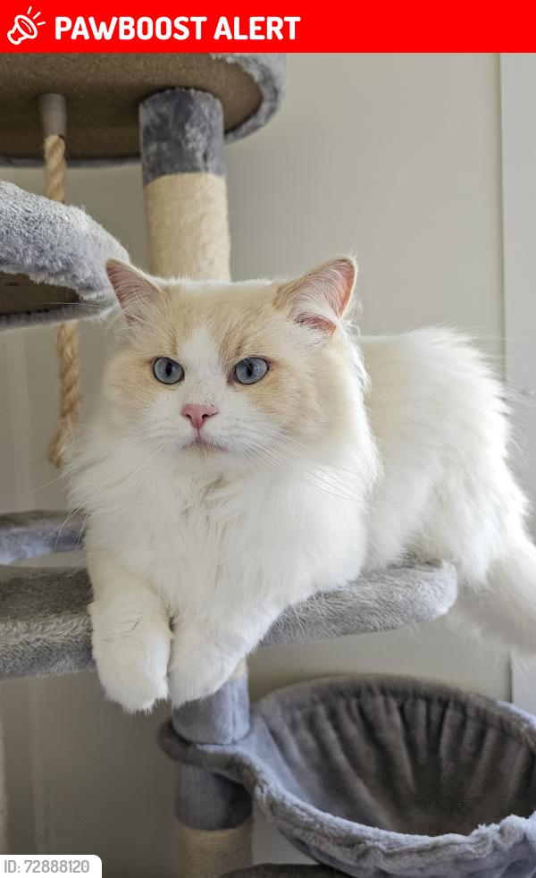 Lost Male Cat last seen Cannes avenue , Surfers Paradise, QLD 4217