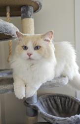 Lost Male Cat last seen Cannes avenue , Surfers Paradise, QLD 4217
