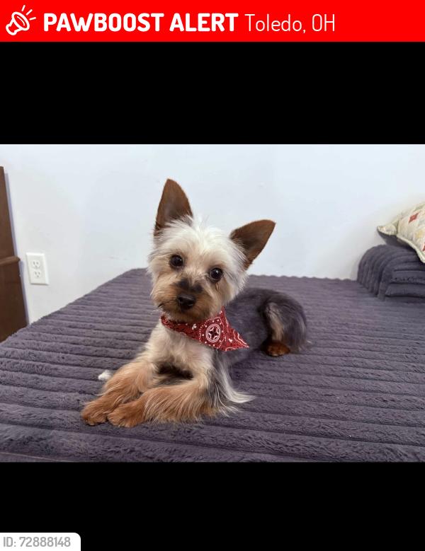 Lost Male Dog last seen Heidelberg rd , Toledo, OH 43615
