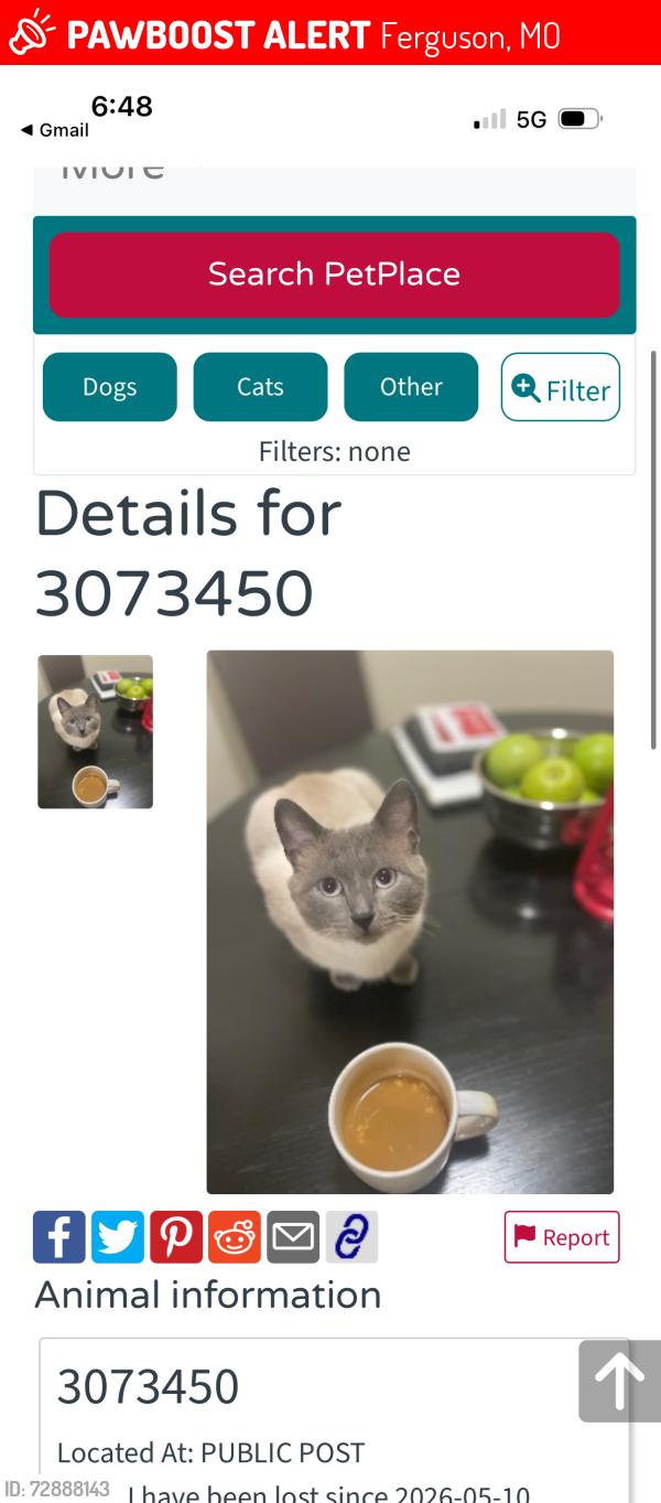 Lost Male Cat last seen Spring Ave , Ferguson, MO 63135