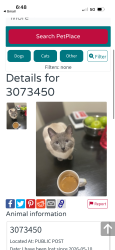 Lost Male Cat last seen Spring Ave , Ferguson, MO 63135