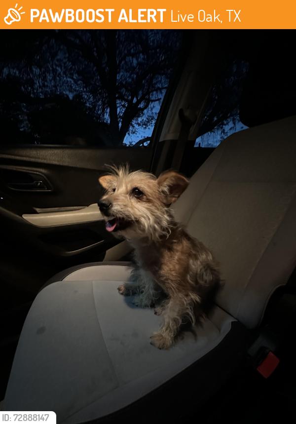 Found/Stray Female Dog last seen Elmwood Crest and Woodterrace , Live Oak, TX 78233