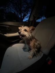 Found/Stray Female Dog last seen Elmwood Crest and Woodterrace , Live Oak, TX 78233