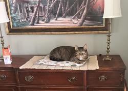 Lost Female Cat last seen Marina Road , Irmo, SC 29063