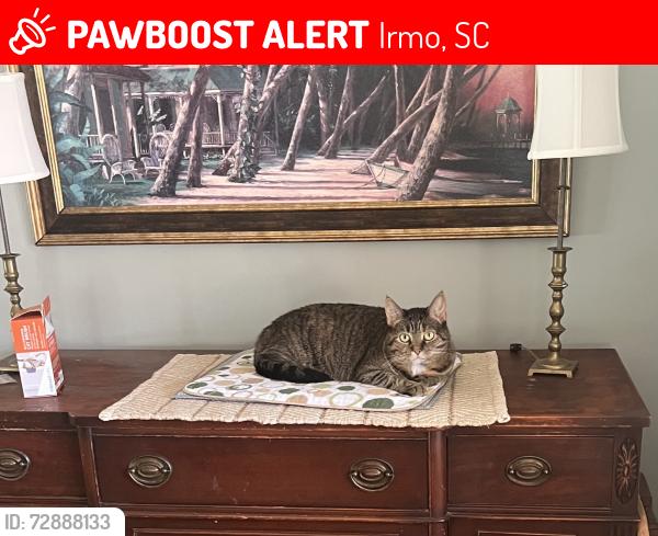 Lost Female Cat last seen Marina Road , Irmo, SC 29063