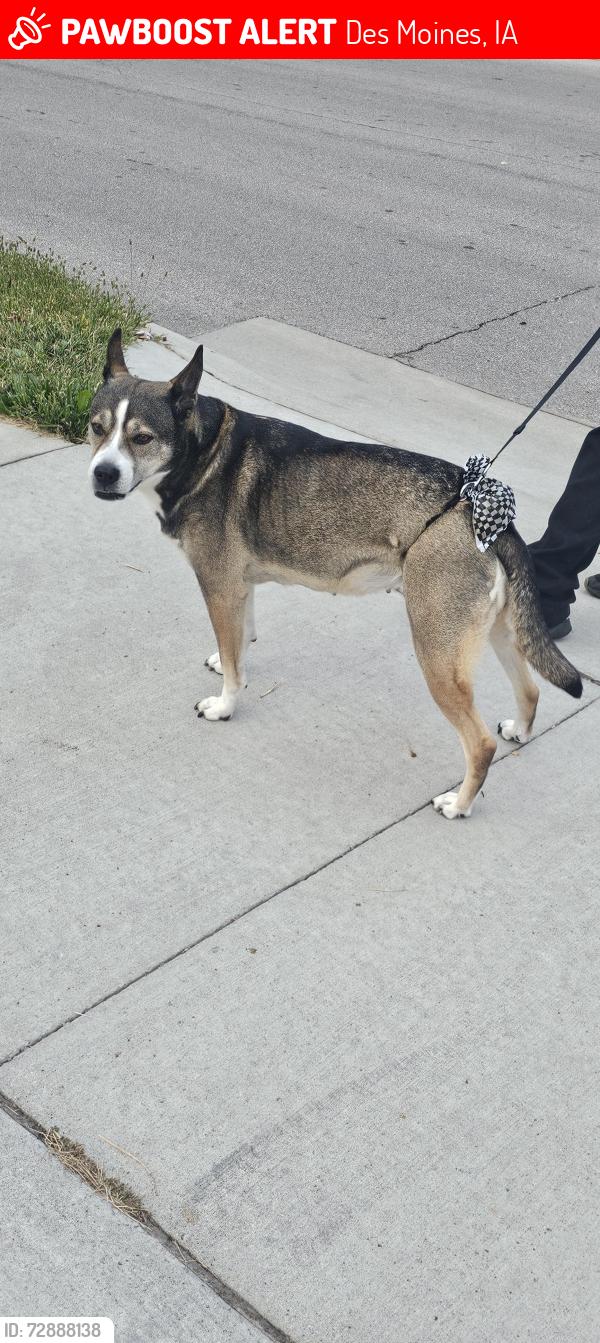 Lost Female Dog last seen Sw 9th and Frazier Ave, Des Moines, IA 50315