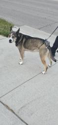 Lost Female Dog last seen Sw 9th and Frazier Ave, Des Moines, IA 50315