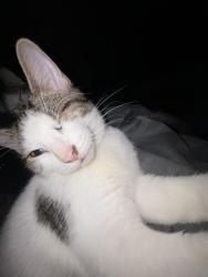 Lost Male Cat last seen Turfland , Lexington, KY 40504