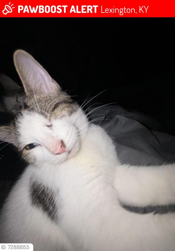 Lost Male Cat last seen Turfland , Lexington, KY 40504