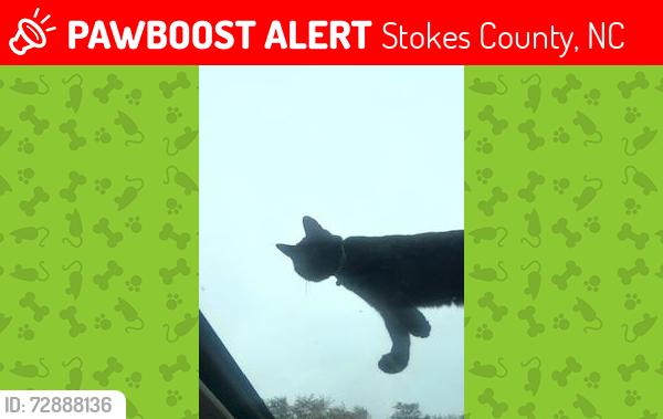 Lost Female Cat last seen Friendship Rd & Boles Rd, Stokes County, NC 27019