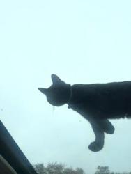 Lost Female Cat last seen Friendship Rd & Boles Rd, Stokes County, NC 27019