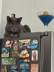 Lost Female Cat last seen Near Northwest 208th Street, Miami Gardens, Florida, EE. UU., Miami Gardens, FL 33056