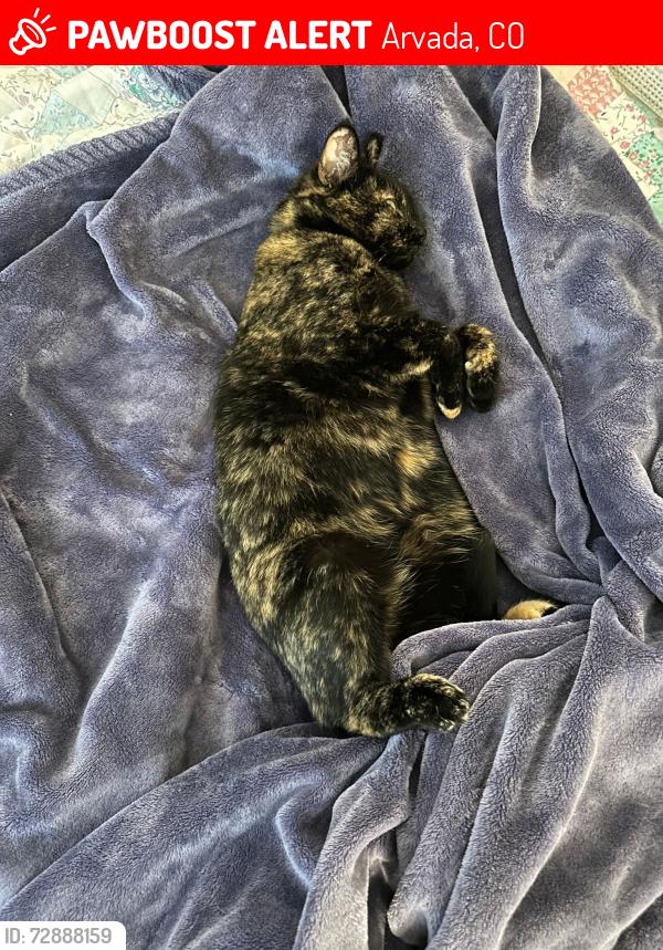 Lost Female Cat last seen Ward Rd & W 54th Ave, Arvada, CO 80002