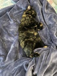 Lost Female Cat last seen Ward Rd & W 54th Ave, Arvada, CO 80002