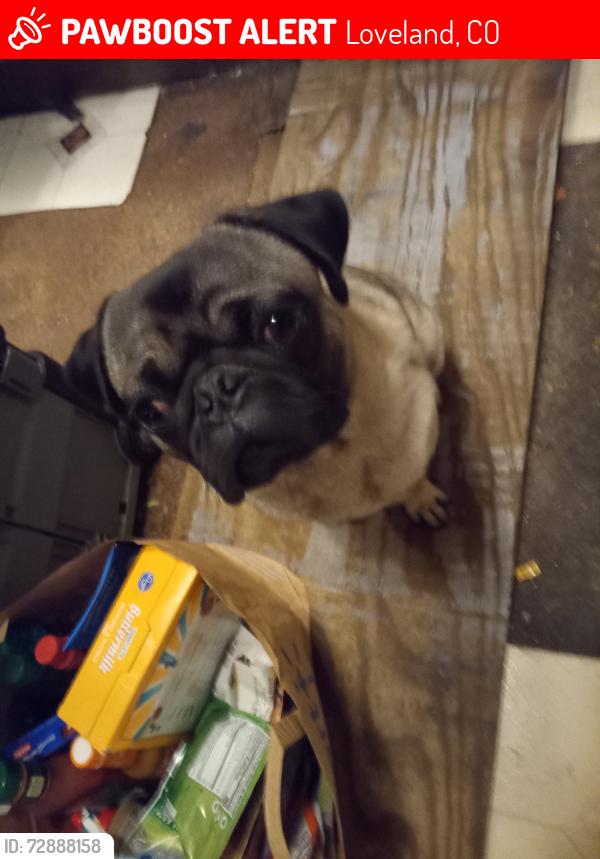 Lost Male Dog last seen 57th & hwy 287, Loveland, CO 80538