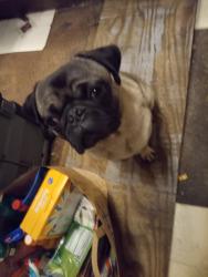 Lost Male Dog last seen 57th & hwy 287, Loveland, CO 80538