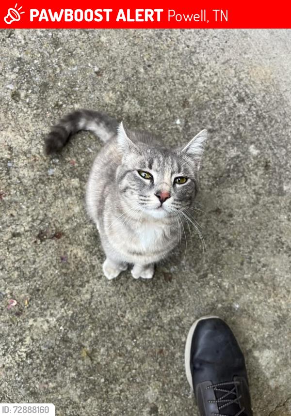 Lost Female Cat last seen Rayworth and Heiskell, Powell, TN 37849