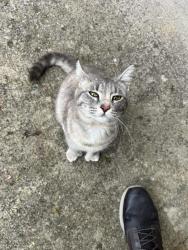 Lost Female Cat last seen Rayworth and Heiskell, Powell, TN 37849