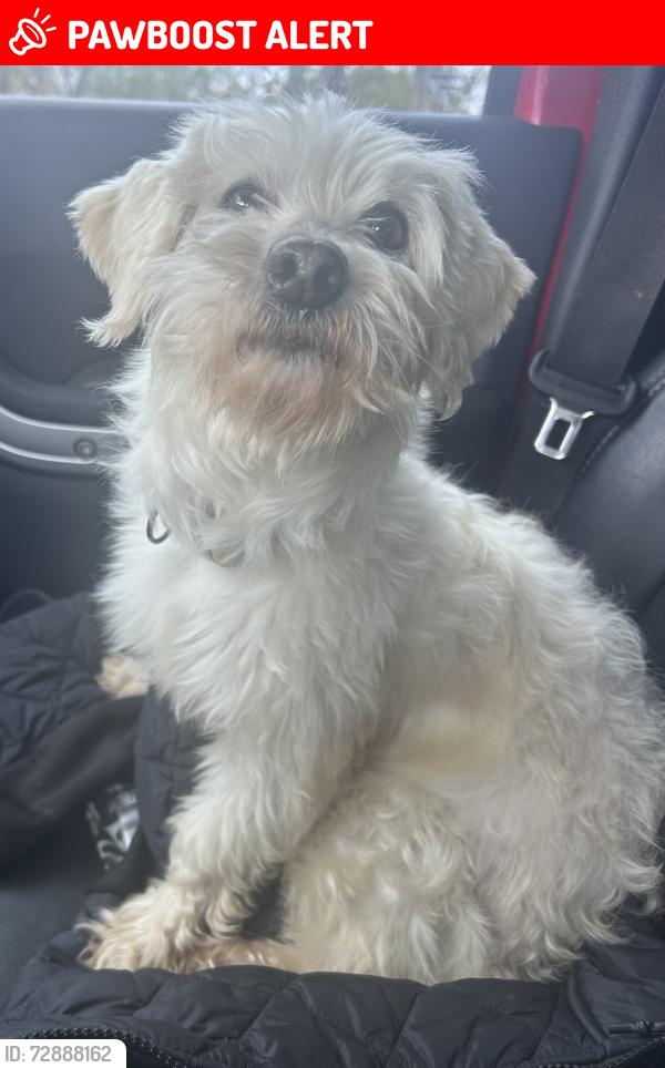 Lost Female Dog last seen Between Wash and Robinson Rd, South Canaan Township, PA 18472